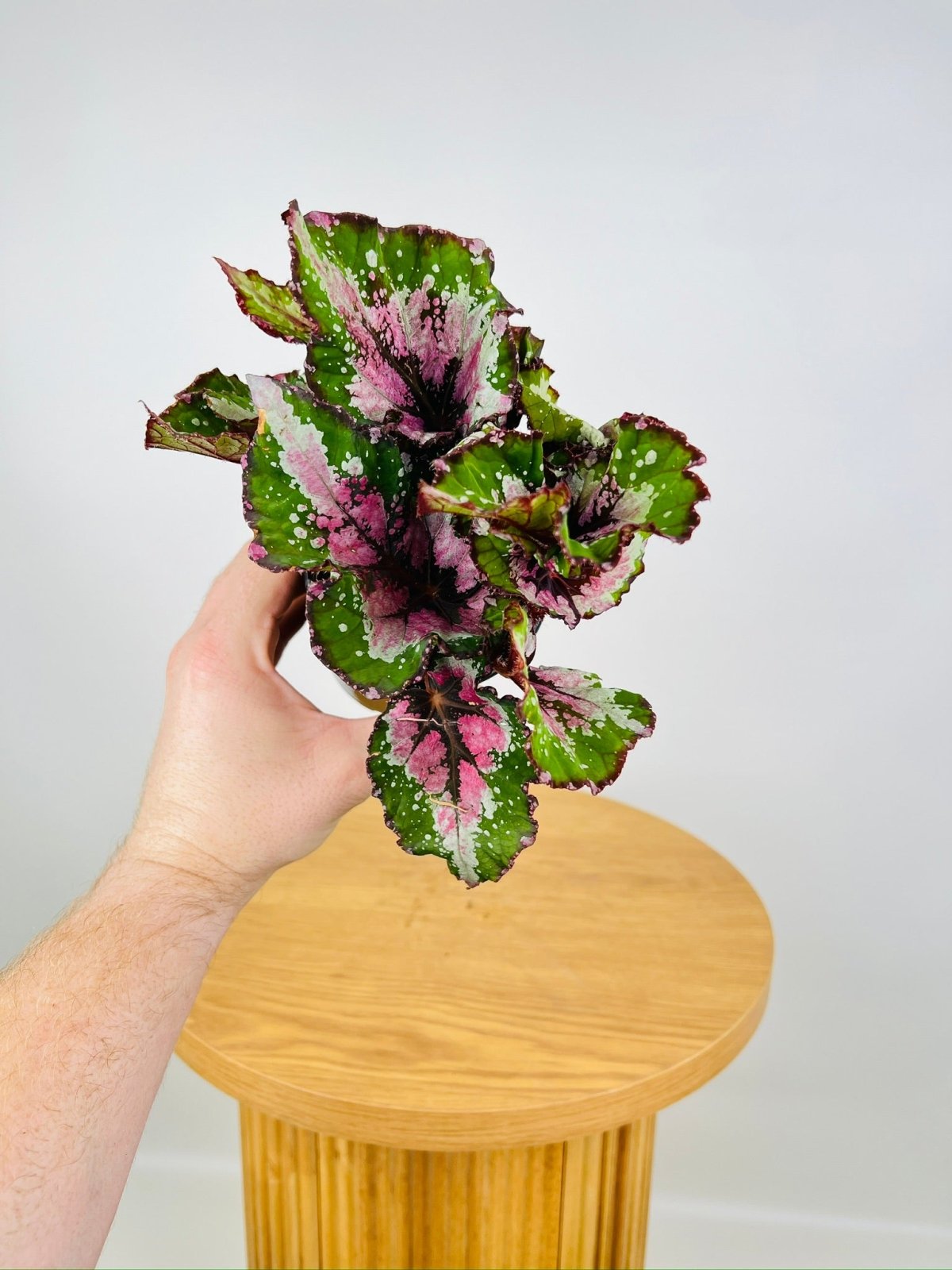Begonia Rex - Beleaf Alaska Creek | Uprooted