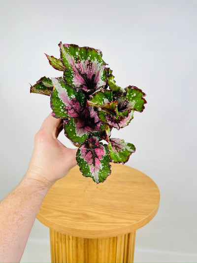 Begonia Rex - Beleaf Alaska Creek | Uprooted