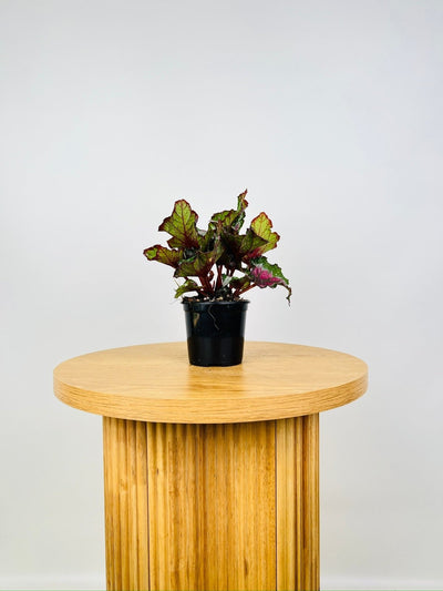 Begonia Rex - Beleaf Alaska Creek | Uprooted