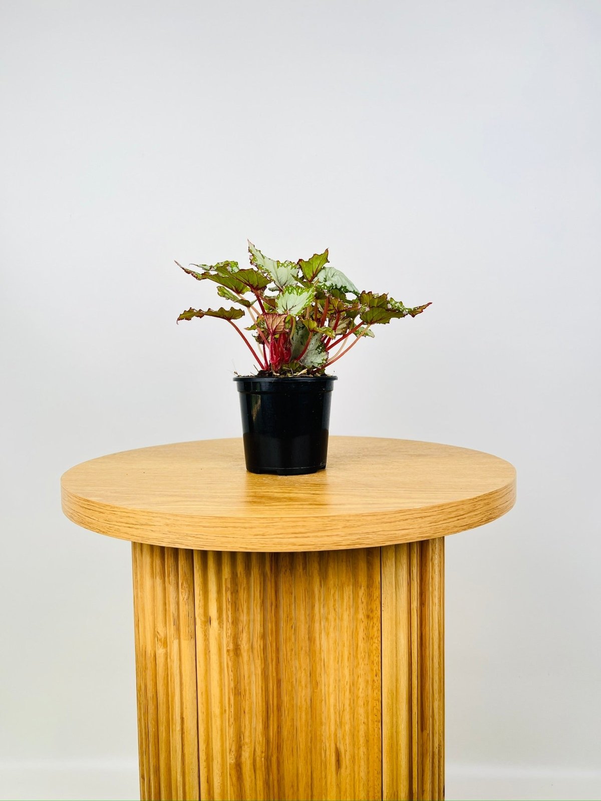 Begonia Rex - Beleaf Asian Tundra | Uprooted
