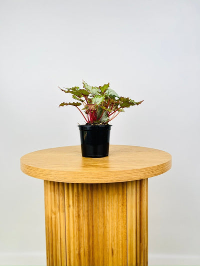Begonia Rex - Beleaf Asian Tundra | Uprooted