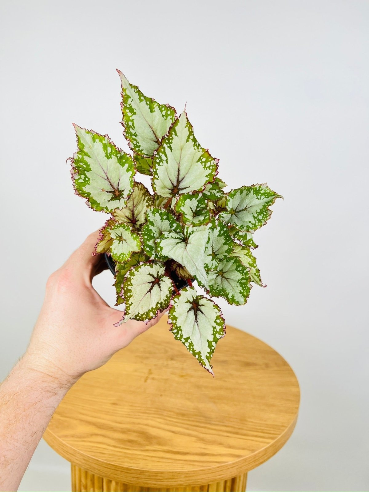 Begonia Rex - Beleaf Asian Tundra | Uprooted