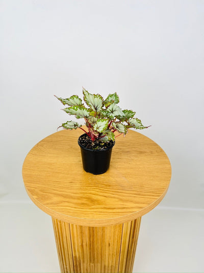 Begonia Rex - Beleaf Asian Tundra | Uprooted