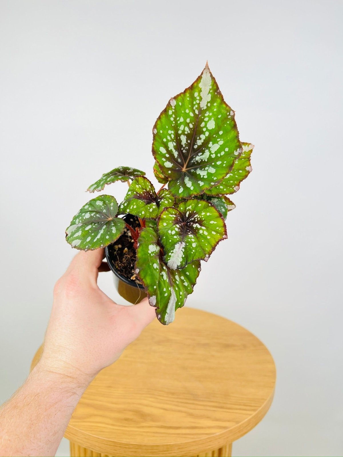 Begonia Rex - Beleaf Forest Stream | Uprooted