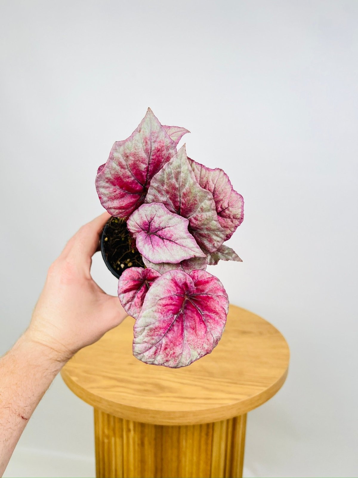 Begonia Rex Beleaf Inca Flame Uprooted Buy Plants Online Australia