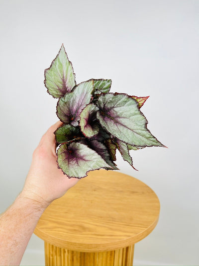 Begonia Rex - Beleaf Maori Haze | Uprooted