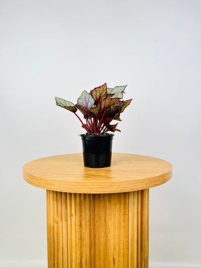 Begonia Rex - Beleaf Maori Haze | Uprooted