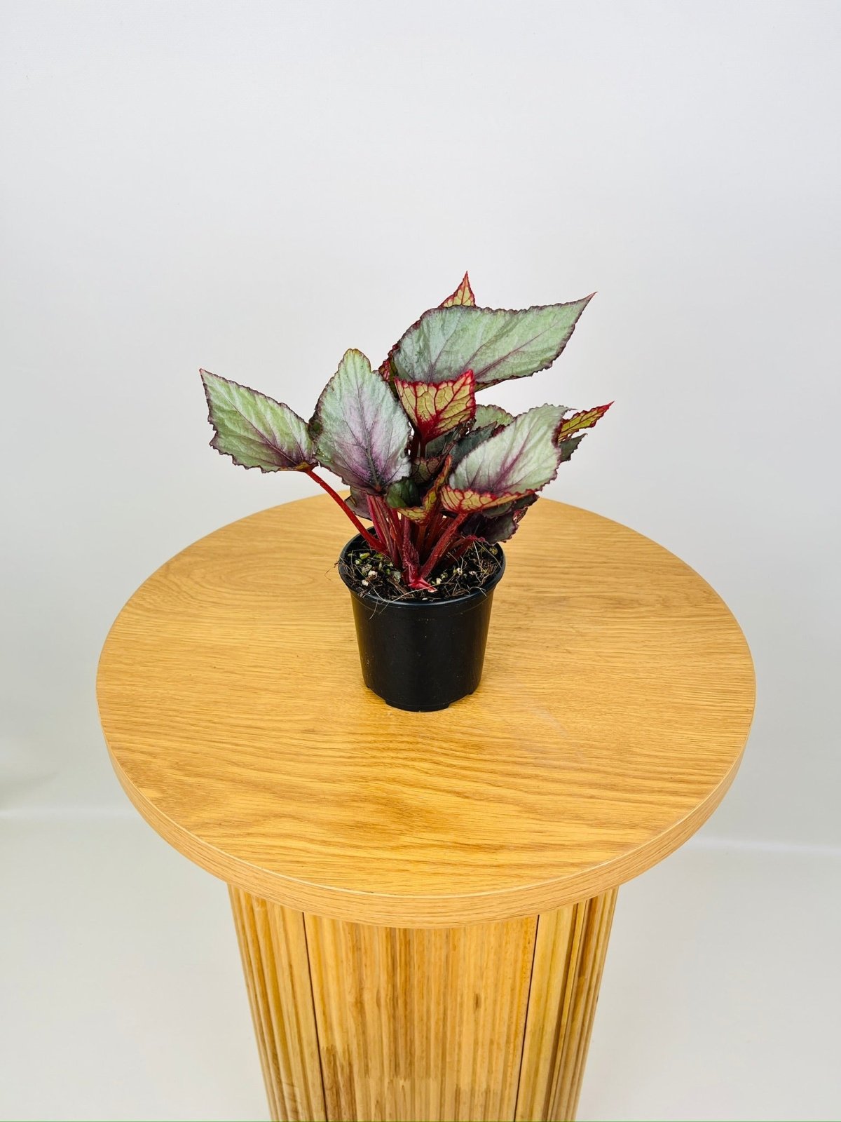 Begonia Rex - Beleaf Maori Haze | Uprooted