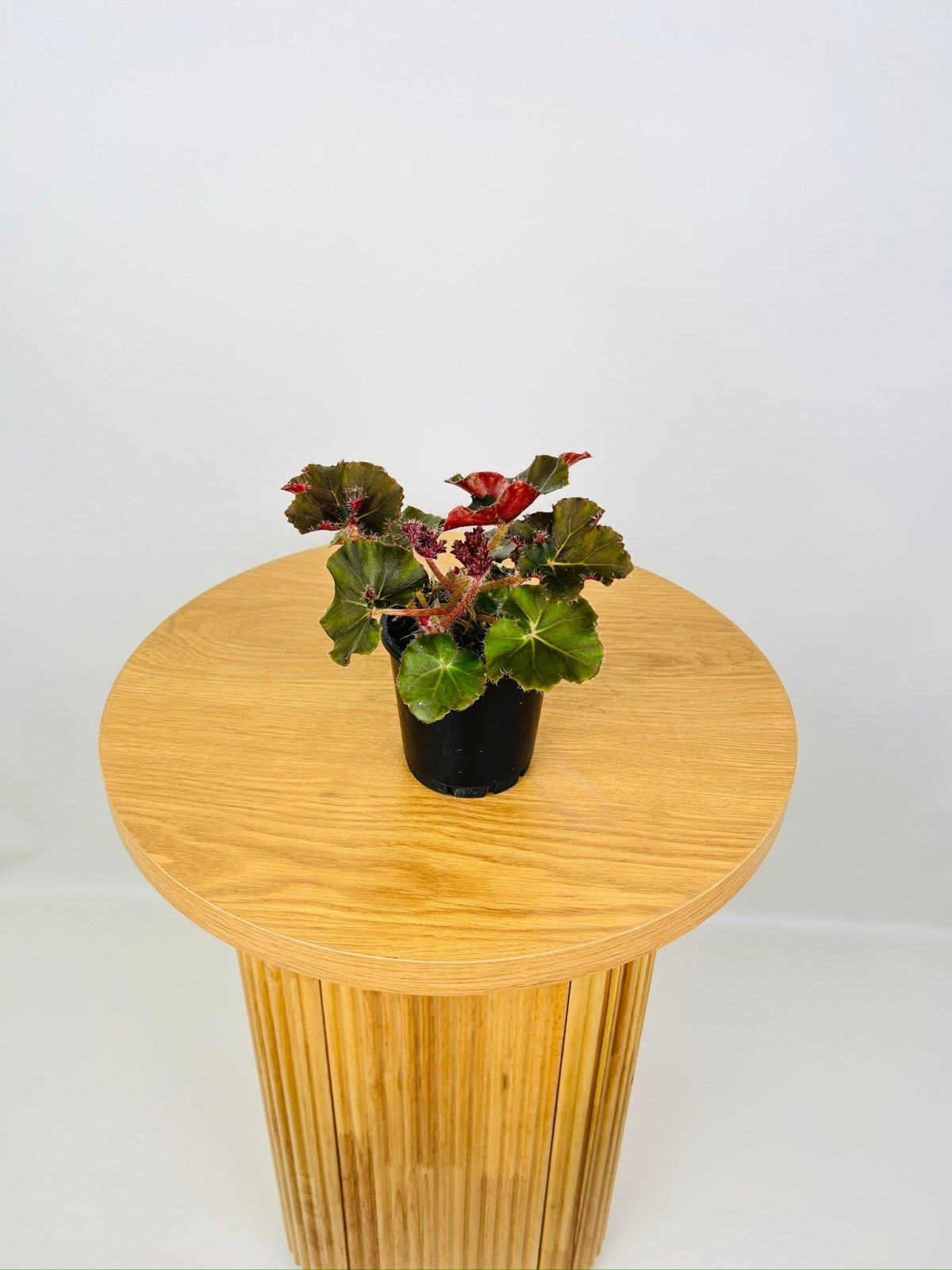 Begonia Rex - Jungle Black | Uprooted