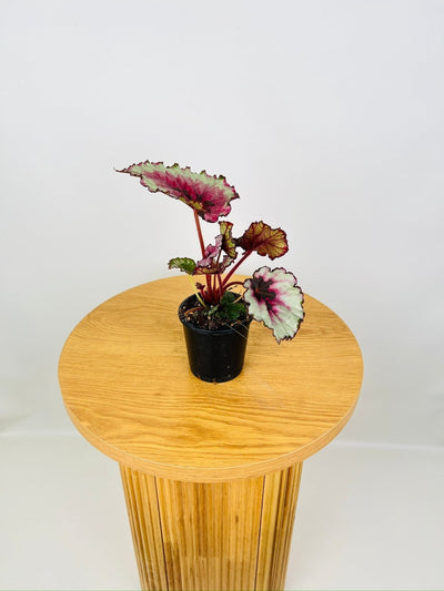 Begonia Rex - Kotobuki | Uprooted
