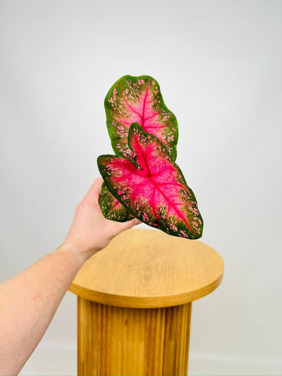 Caladium Alexa | Uprooted