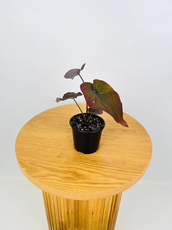 Caladium Bicolor - Burgundy Nights | Uprooted