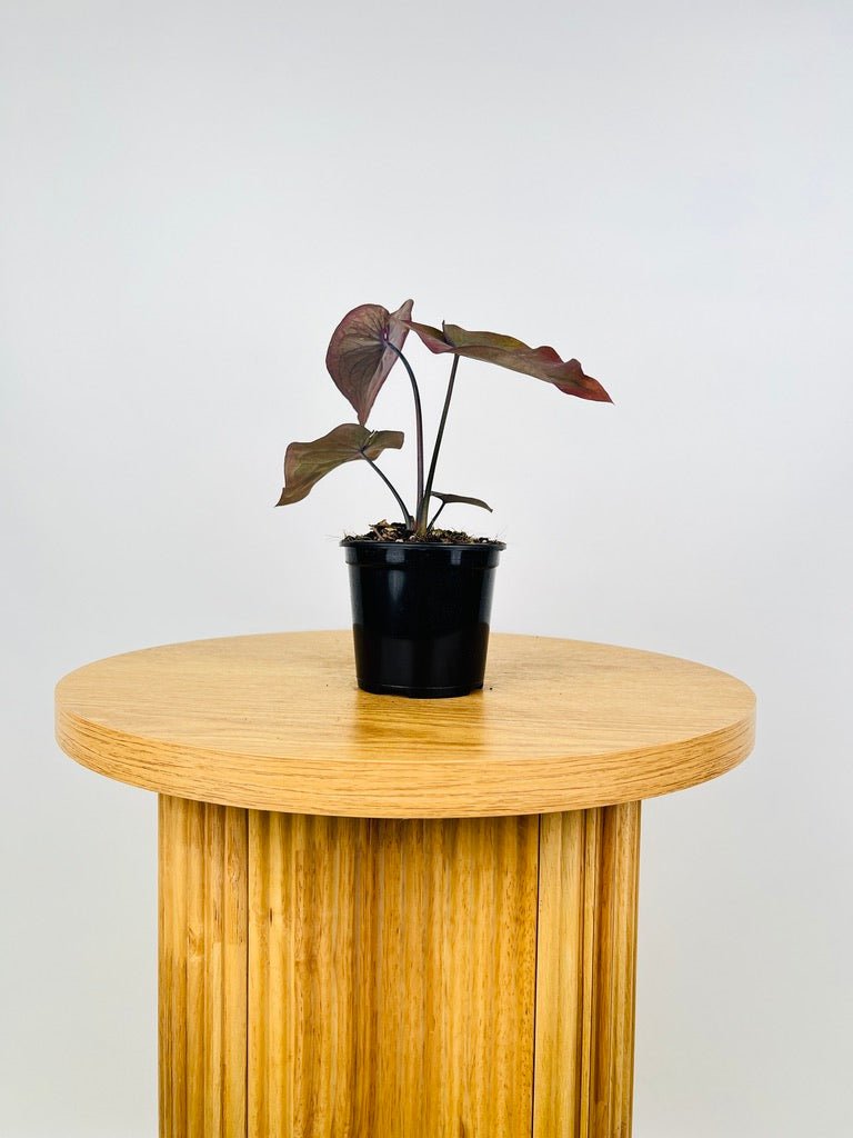 Caladium Bicolor - Burgundy Nights | Uprooted