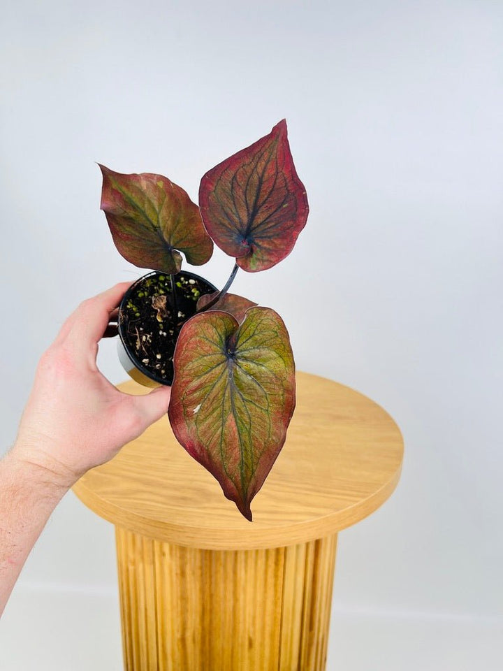 Caladium Bicolor - Burgundy Nights | Uprooted