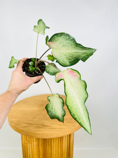 Caladium Bicolor - Candy Apple | Uprooted