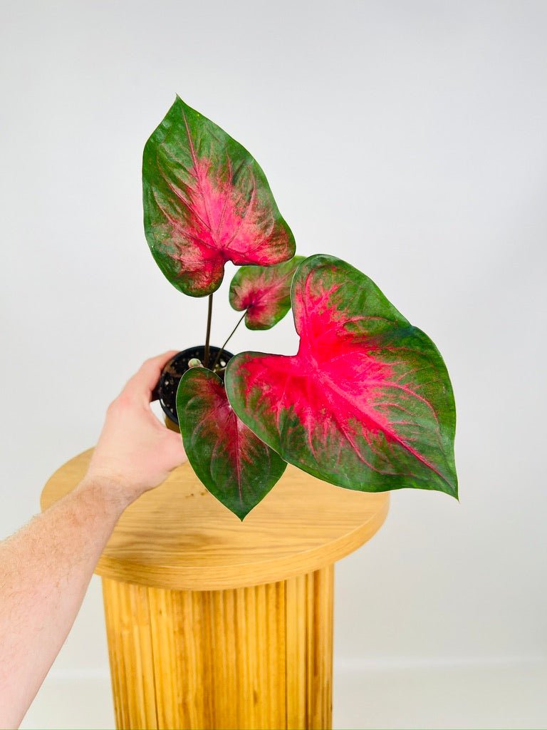 Caladium Bicolor - Cherry Balls | Uprooted