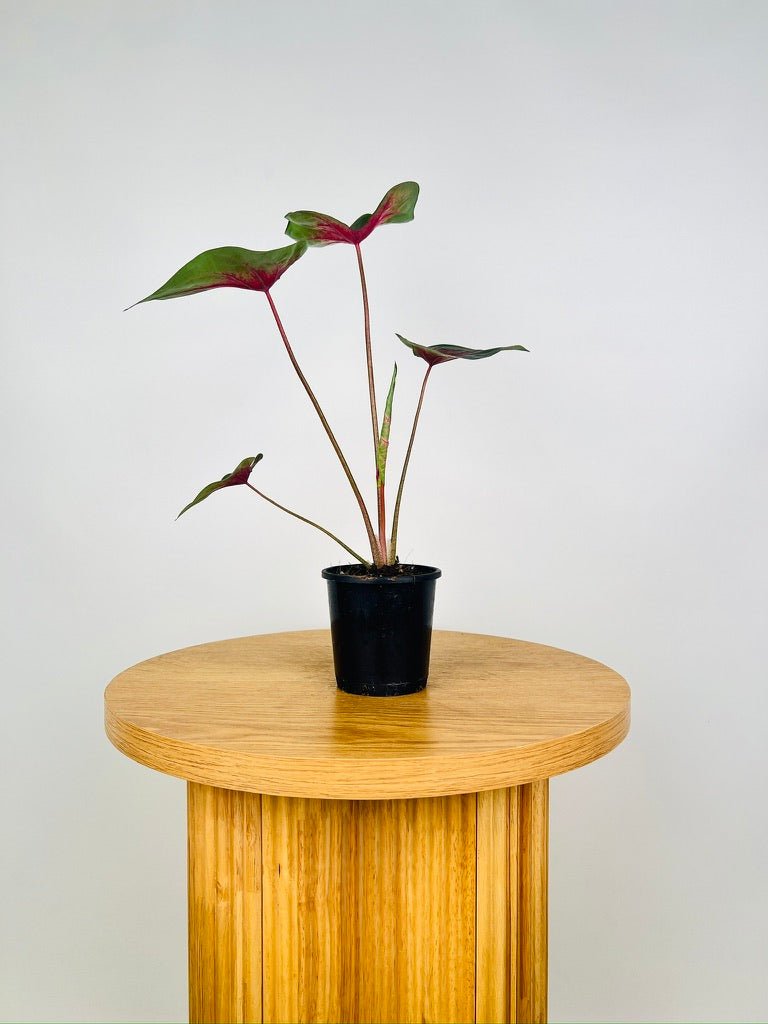 Caladium Bicolor - Cherry Balls | Uprooted