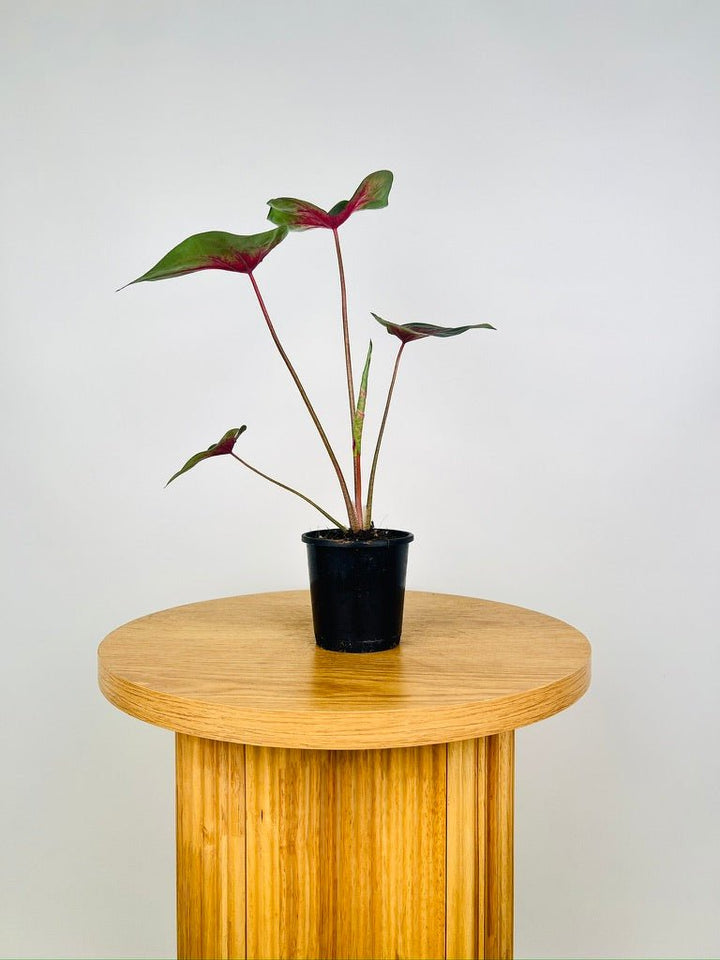 Caladium Bicolor - Cherry Balls | Uprooted