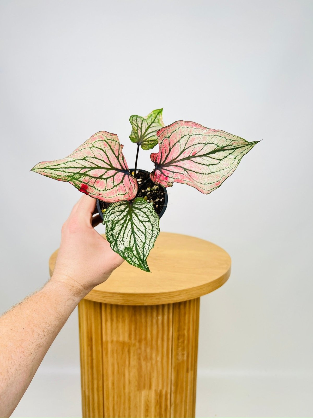 Caladium Bicolor - Lucia | Uprooted