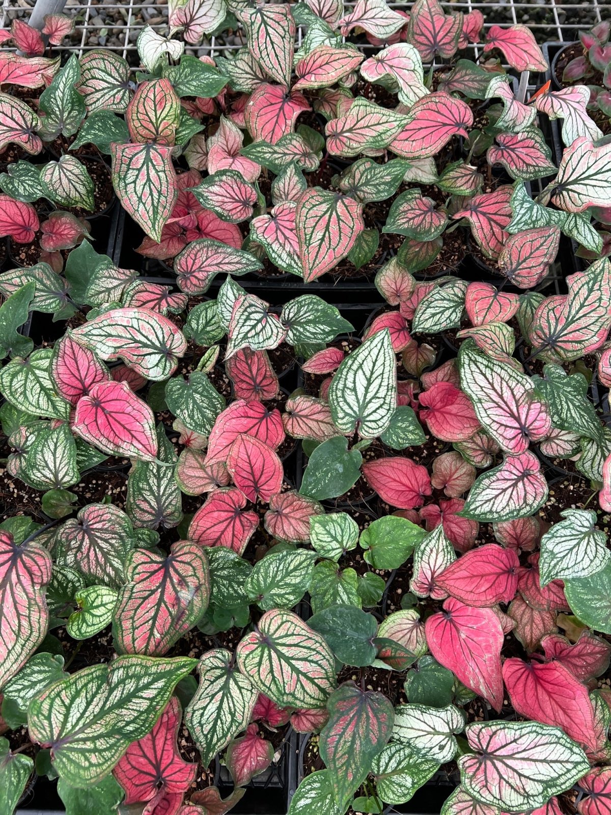 Caladium Bicolor - Lucia | Uprooted