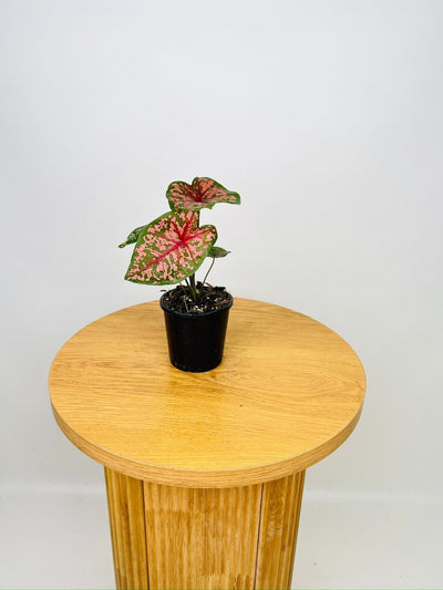Caladium Bicolor - Pink Camouflage | Uprooted
