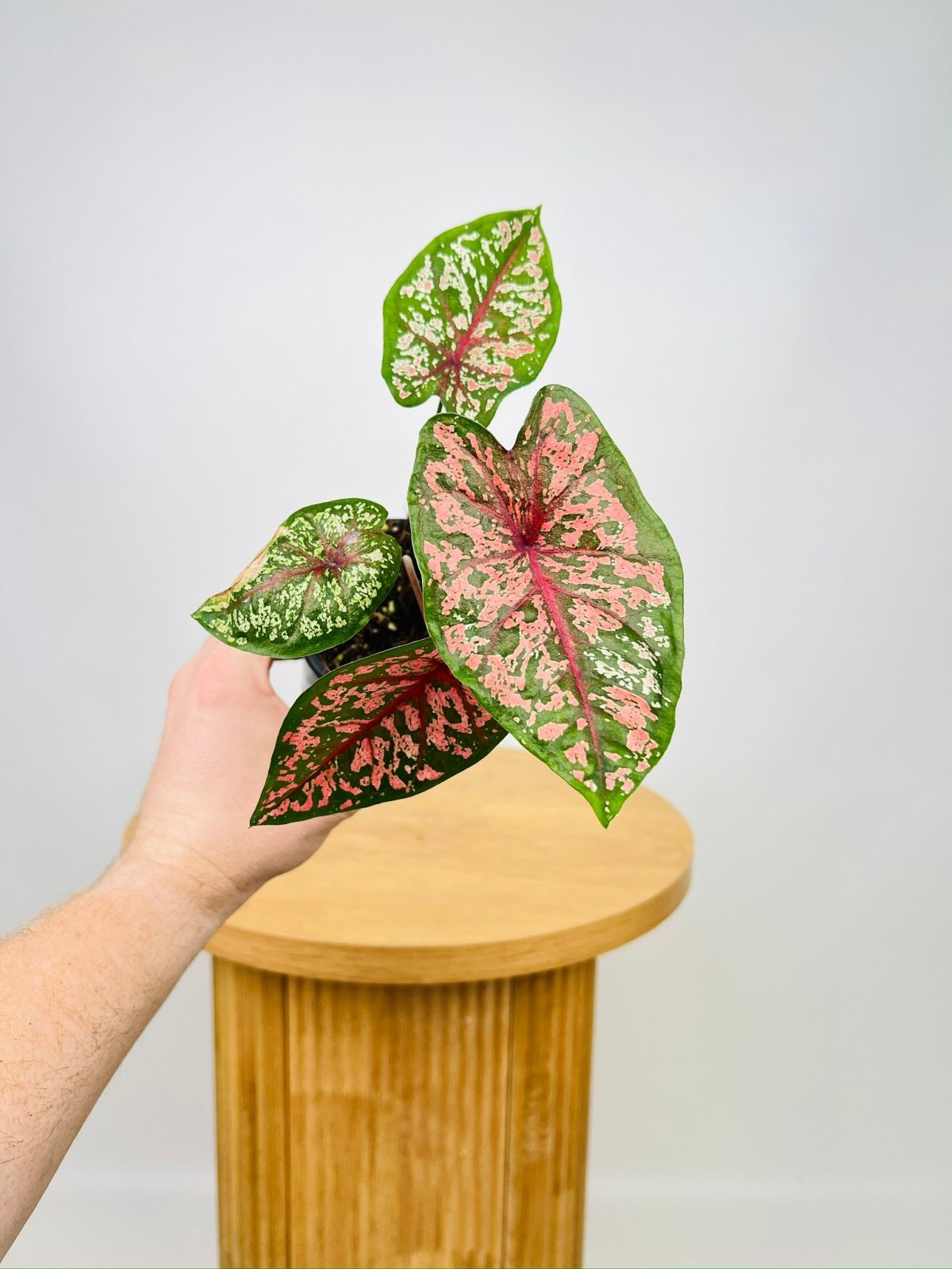 Caladium Bicolor - Pink Camouflage | Uprooted