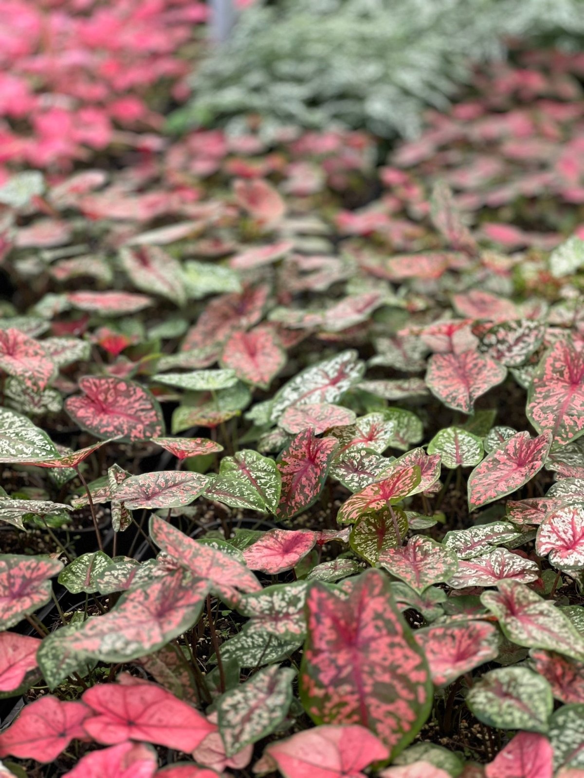 Caladium Bicolor - Pink Camouflage | Uprooted