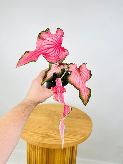 Caladium Bicolor - Pink Rush | Uprooted