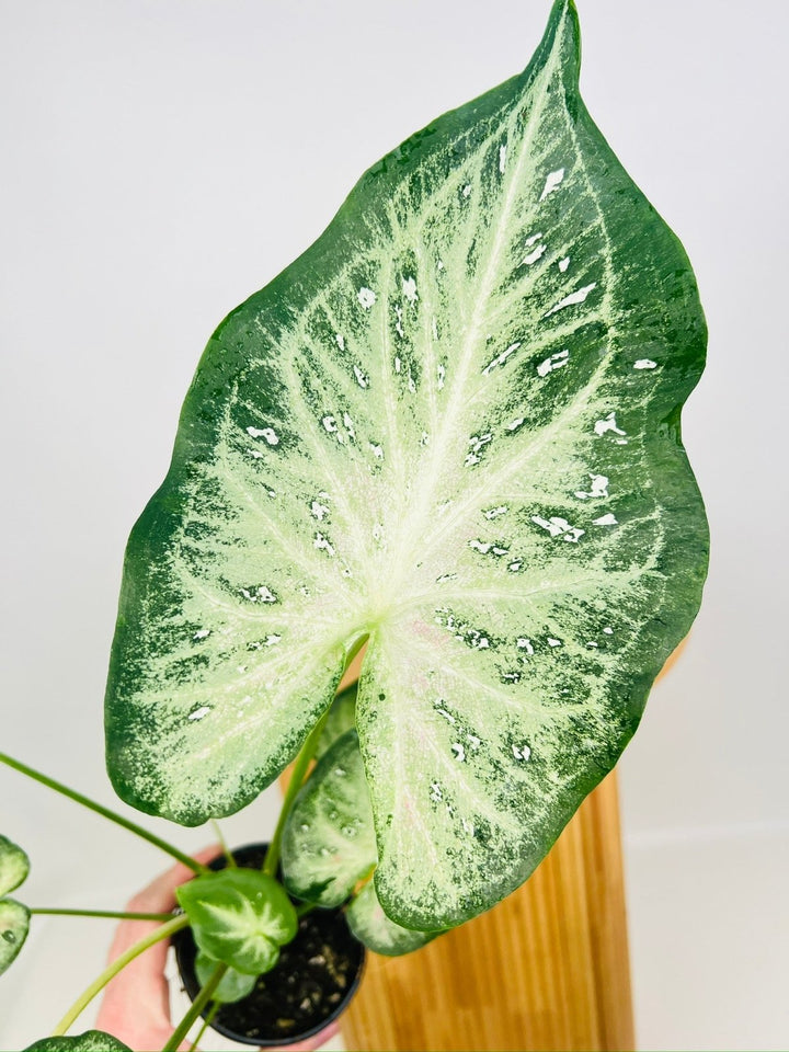 Caladium Bicolor - Raspberry Splash **Possible NOID** | Uprooted