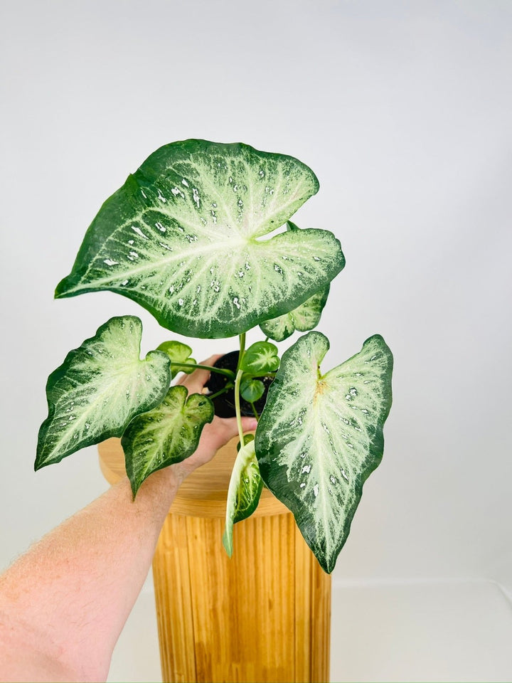 Caladium Bicolor - Raspberry Splash **Possible NOID** | Uprooted