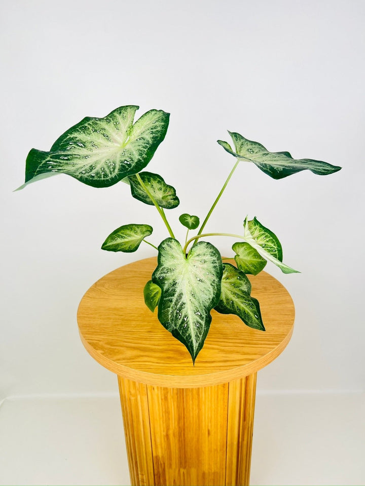 Caladium Bicolor - Raspberry Splash **Possible NOID** | Uprooted