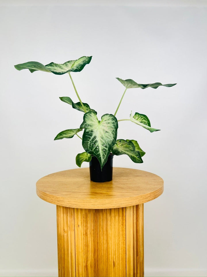 Caladium Bicolor - Raspberry Splash **Possible NOID** | Uprooted