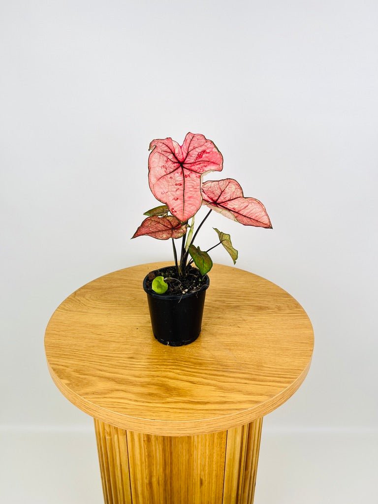 Caladium Bicolor - The Scarlet Girl | Uprooted