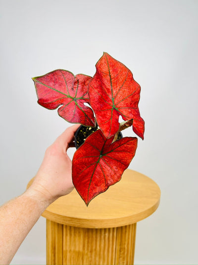 Caladium Blazing Sun | Uprooted