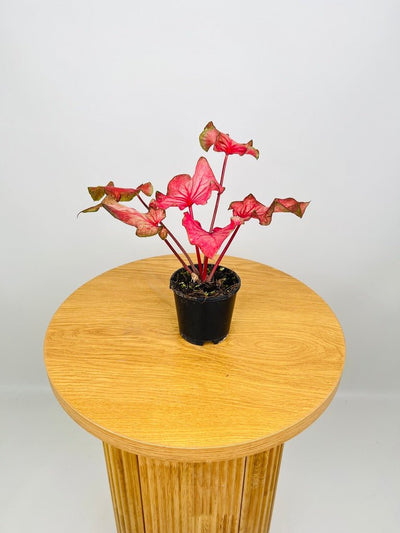 Caladium Flamingo | Uprooted