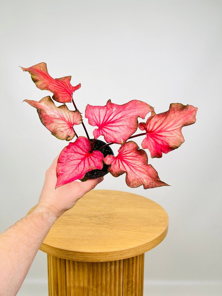 Caladium Flamingo | Uprooted