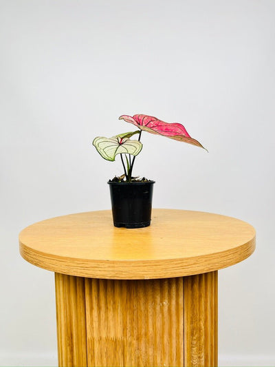 Caladium Good Luck | Uprooted