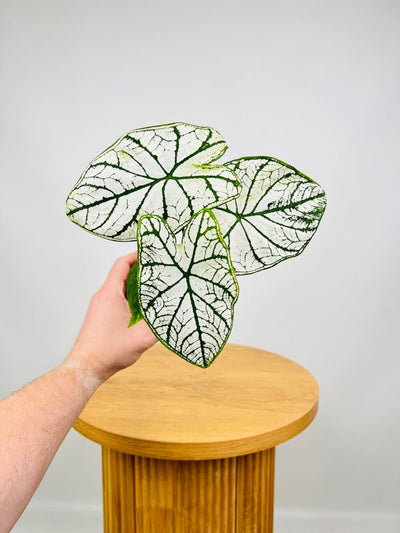 Caladium Hybrid 4 | Uprooted