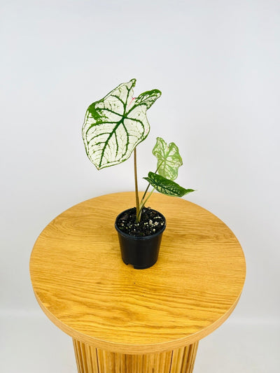 Caladium Hybrid 4 | Uprooted