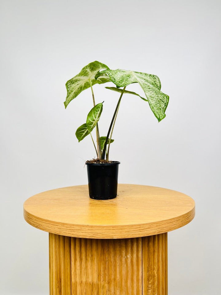 Caladium Moonie | Uprooted