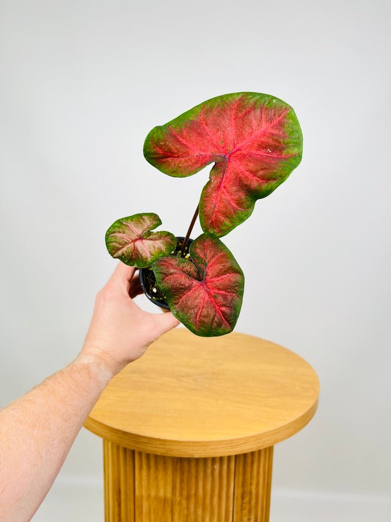 Caladium Red Belly | Uprooted
