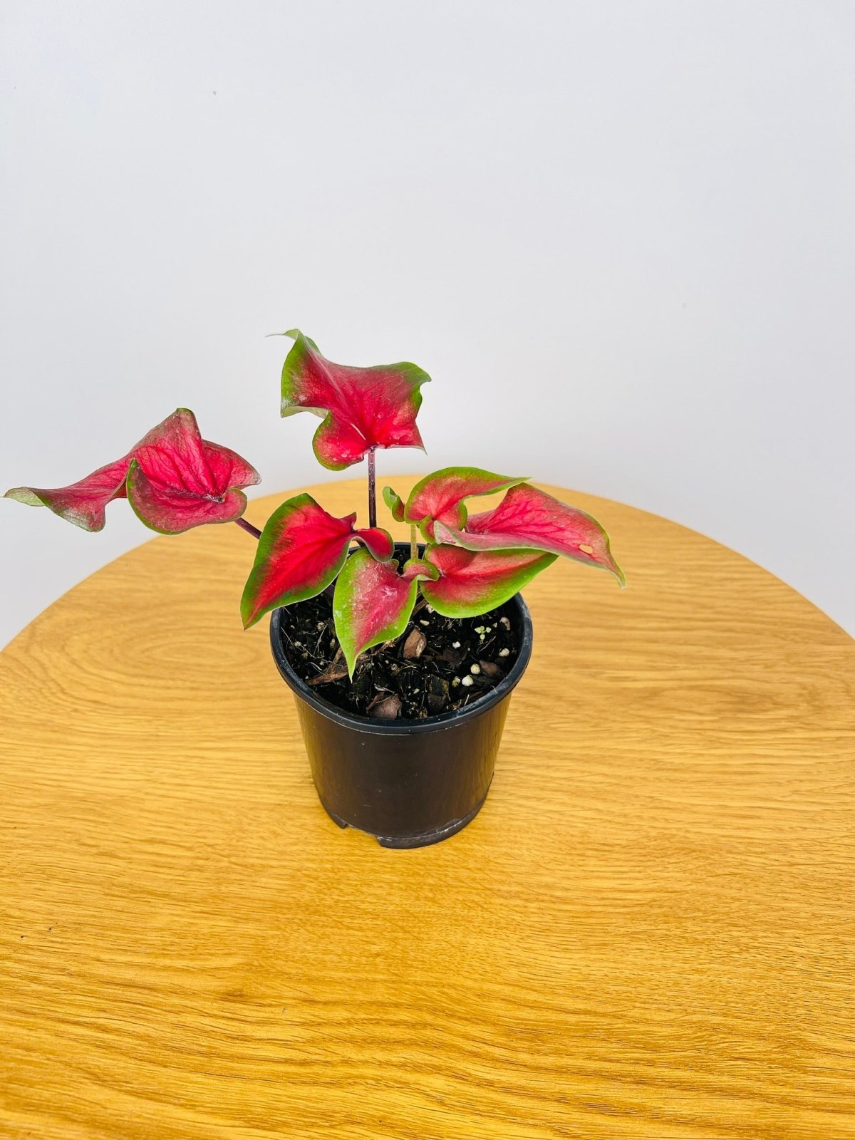 Caladium Red Speckle Dwarf | Uprooted