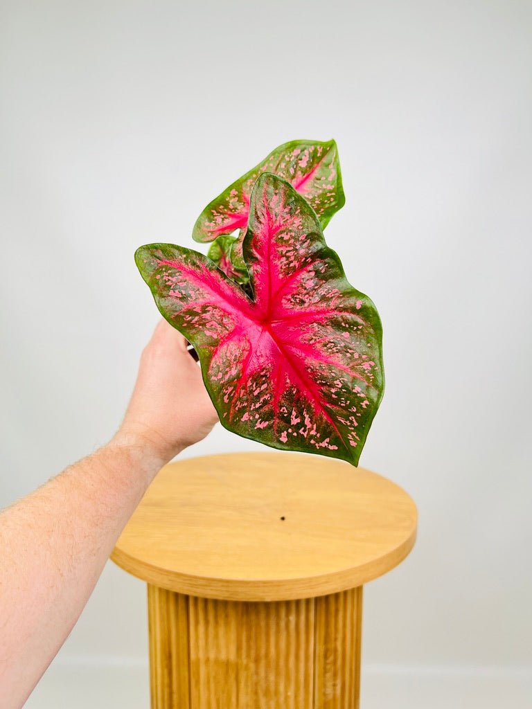 Caladium Starlight Red | Uprooted