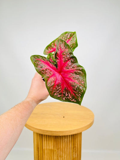 Caladium Starlight Red | Uprooted
