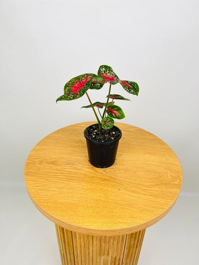 Caladium Starlight Red | Uprooted