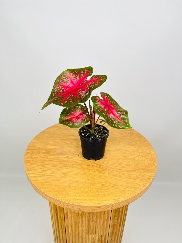 Caladium Starlight Red | Uprooted