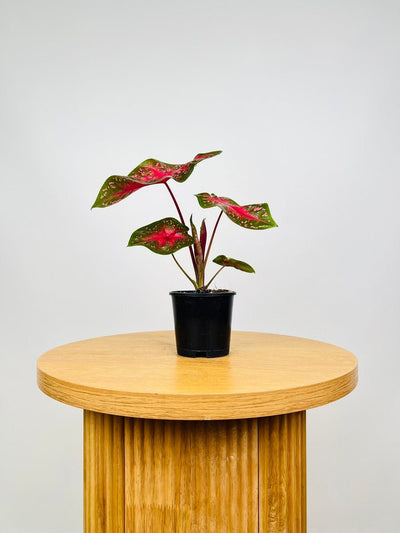 Caladium Starlight Red | Uprooted