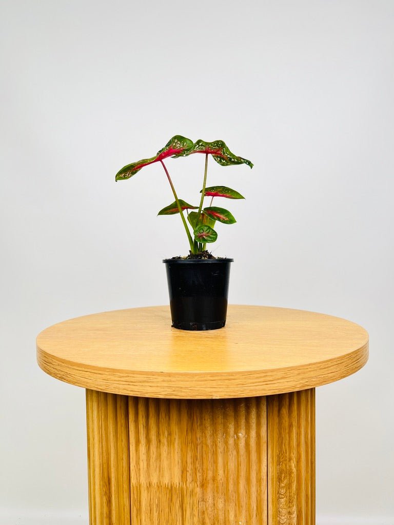 Caladium Starlight Red | Uprooted