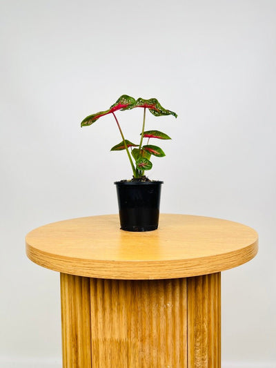 Caladium Starlight Red | Uprooted