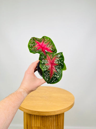 Caladium Starlight Red | Uprooted